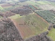 Poljoprivredno zemljište - Brtonigla (00461)