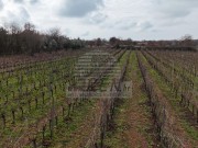 Poljoprivredno zemljište - Brtonigla (00460)