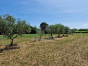 Poljoprivredno zemljište - Novigrad (00162)