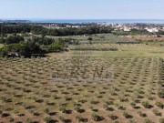 Poljoprivredno zemljište - Novigrad (01566)