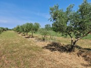 Poljoprivredno zemljište - Novigrad (00162)