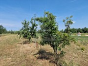 Poljoprivredno zemljište - Novigrad (03933)