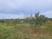 Poljoprivredno zemljište - Novigrad (03698)