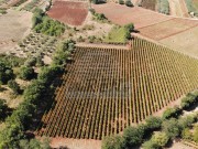 Poljoprivredno zemljište - Brtonigla (00460)