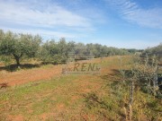 Poljoprivredno zemljište - Novigrad (00073)