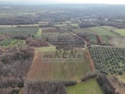 Poljoprivredno zemljište - Brtonigla (01933)