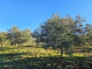 Građevinsko zemljište - Buje (01887)