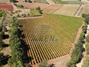 Poljoprivredno zemljište - Brtonigla (00460)