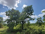 Poljoprivredno zemljište  - Poreč (01471)