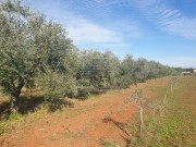 Poljoprivredno zemljište - Novigrad (00073)