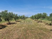 Poljoprivredno zemljište  - Novigrad (03933)