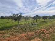 Poljoprivredno zemljište - Novigrad (01428)