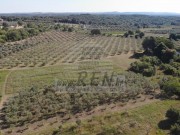 Poljoprivredno zemljište - Novigrad (03974)