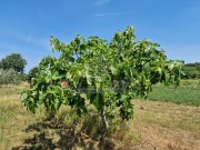 Poljoprivredno zemljište - Novigrad (01539)