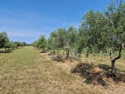 Poljoprivredno zemljište - Novigrad (03933)