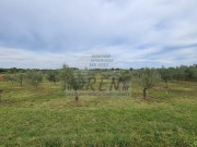 Poljoprivredno zemljište - Novigrad (00069)