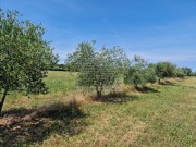Poljoprivredno zemljište - Novigrad (00162)