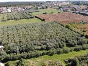 Poljoprivredno zemljište - Novigrad (03947)