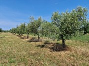 Poljoprivredno zemljište - Novigrad (00162)