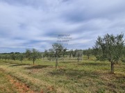 Poljoprivredno zemljište - Novigrad (01428)