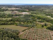 Poljoprivredno zemljište  - Buje (01553)