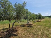 Poljoprivredno zemljište - Novigrad (00162)