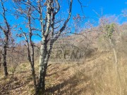 Istarska kuča - Buje (01429)