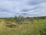 Poljoprivredno zemljište  - Novigrad (03698)