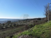 Istarska kuča - Buje (01370)