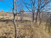 Istarska kuča - Buje (01429)