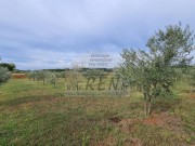 Poljoprivredno zemljište - Novigrad (00069)