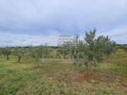 Poljoprivredno zemljište - Novigrad (00069)