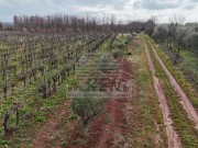Poljoprivredno zemljište - Brtonigla (00461)