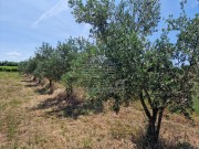 Poljoprivredno zemljište - Novigrad (01539)