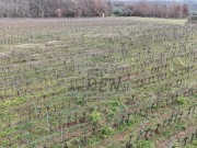Poljoprivredno zemljište - Brtonigla (00461)
