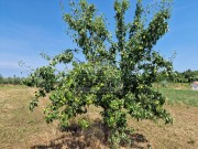 Poljoprivredno zemljište - Novigrad (01539)