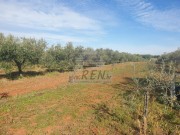 Poljoprivredno zemljište - Novigrad (03703)