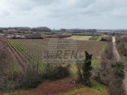 Poljoprivredno zemljište - Brtonigla (00460)