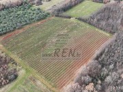 Poljoprivredno zemljište - Brtonigla (00461)
